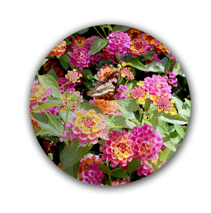 Sublimation Blank 8" Round Glass Cutting Board